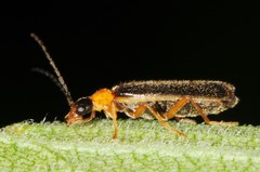 Rhagonycha