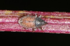 Mecinus pascuorum