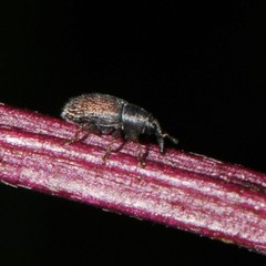 Mecinus pascuorum