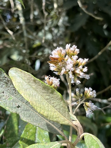 Ancyloxypha melanoneura