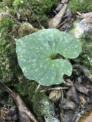 Nervilia concolor
