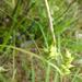Carex turgescens - Photo (c) Edwin Bridges, osa oikeuksista pidätetään (CC BY-NC), lähettänyt Edwin Bridges