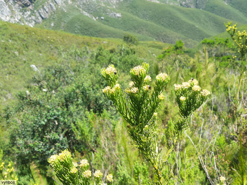 Longleaf Rootthug (Thesium pinifolium)