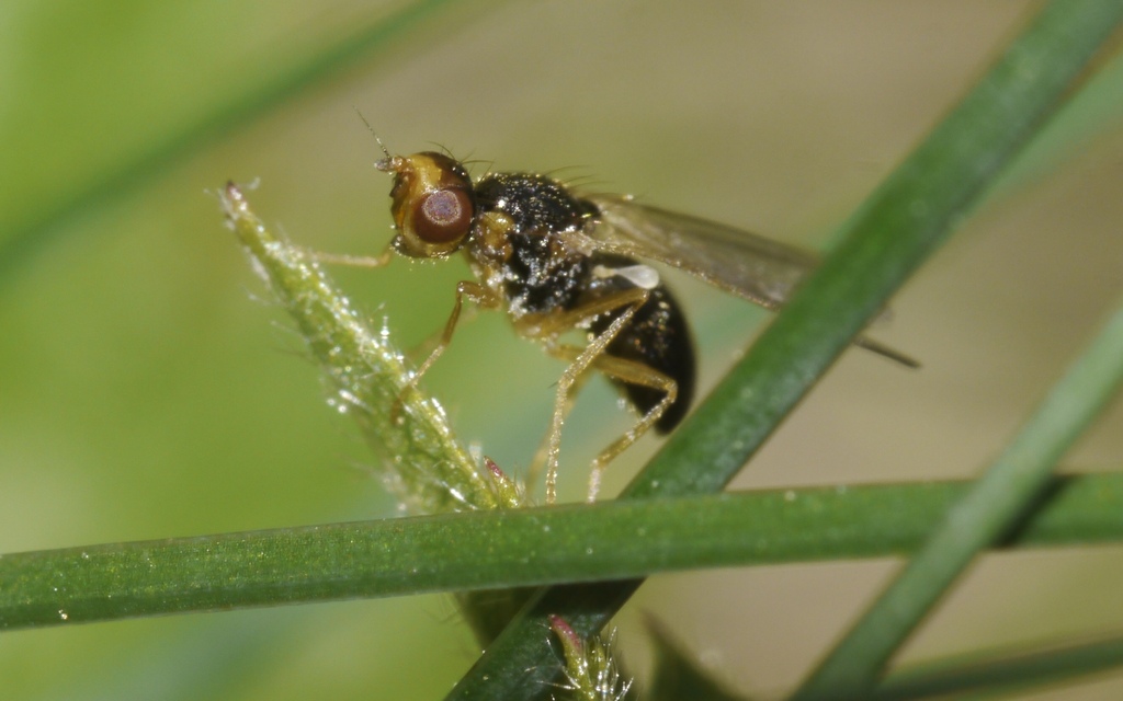 Chamaepsila humeralis
