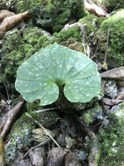 Nervilia concolor