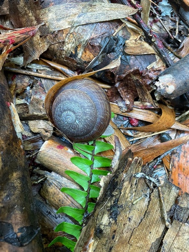 Camaena poyuensis