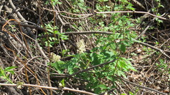 Rubus idaeus strigosus