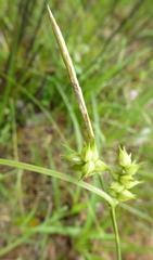Carex turgescens