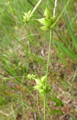 Carex turgescens