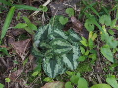 Asarum nipponicum nipponicum