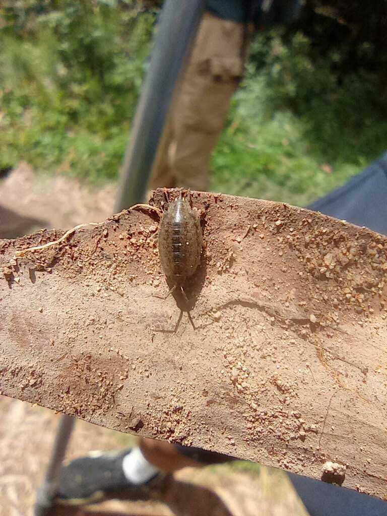 Woolice Rocks Woodlice, Pillbugs, and Rock Slaters from Santa Fé, Bogotá, Colombia on ...