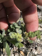 Heliotropium anomalum