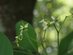 Euonymus hamiltonianus sieboldianus