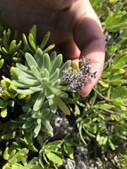 Heliotropium anomalum