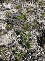 Heliotropium anomalum