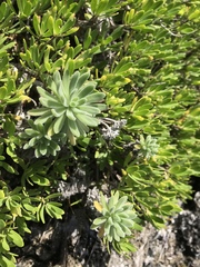 Heliotropium anomalum