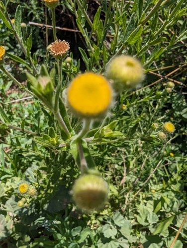 iNaturalist observation photo of Spanish False Fleabane