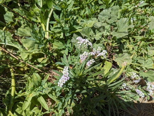 iNaturalist observation photo of alkali heliotrope