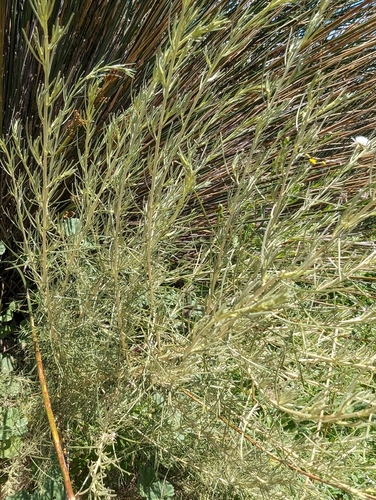 iNaturalist observation photo of California sagebrush