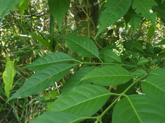 Euonymus hamiltonianus sieboldianus