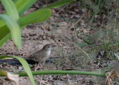 Prinia lepida