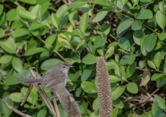 Prinia lepida