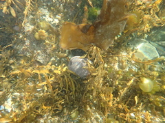 Phlyctenactis tuberculosa