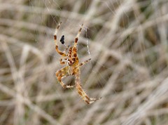 Araneus pallidus