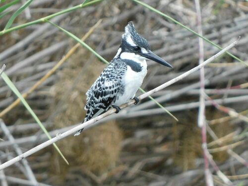 Pied Kingfisher (Ceryle rudis), photo 8