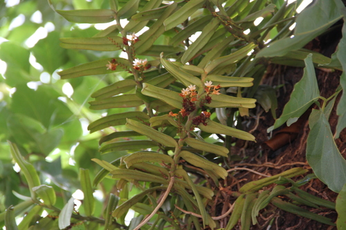 Calyptrochilum christyanum, photograph 5