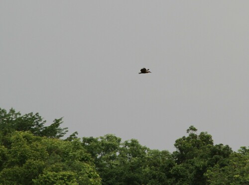 Hamerkop