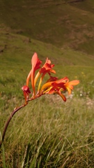 Crocosmia pearsei