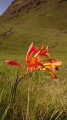 Crocosmia pearsei