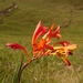 Pears' Montbretia - Photo (c) Casper van Zyl, some rights reserved (CC BY-NC), uploaded by Casper van Zyl
