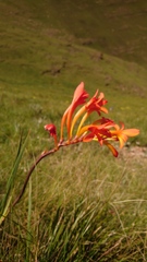 Crocosmia pearsei