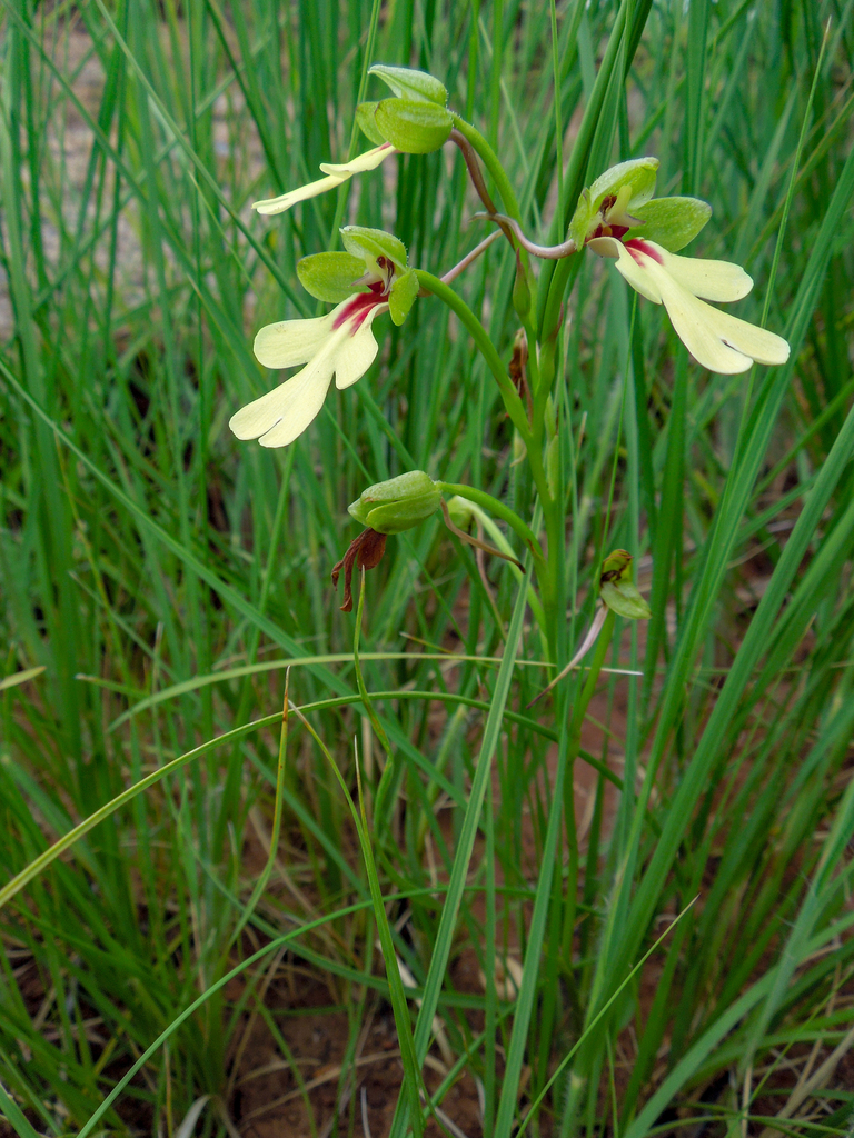 Cynorkis flexuosa