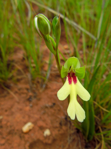 Cynorkis flexuosa