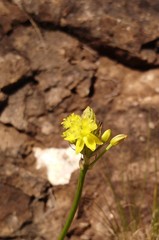 Bulbine capitata