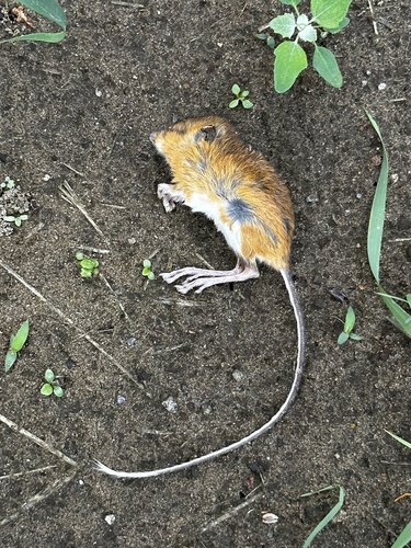 Woodland Jumping Mouse