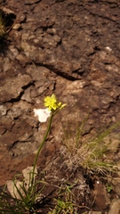 Bulbine capitata