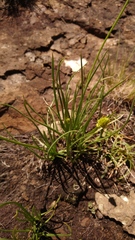 Bulbine capitata