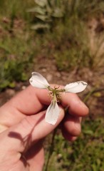 Moraea brevistyla