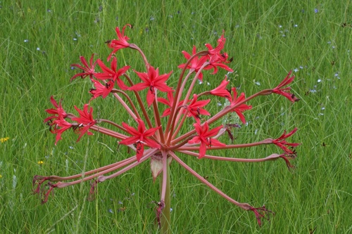 Natal Candelabra (Brunsvigia natalensis)