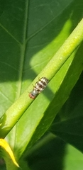 Otitinae
