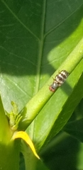 Otitinae