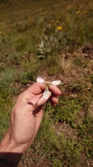 Moraea brevistyla