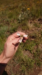 Moraea brevistyla