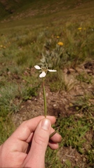 Moraea brevistyla