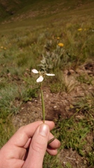 Moraea brevistyla