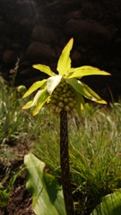 Eucomis bicolor